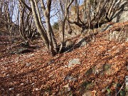 18 Bei carpini neri